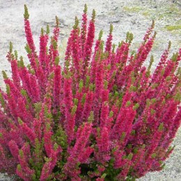 Вереск обыкновенный Диско Квин