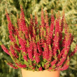 Вереск обыкновенный Диско Квин