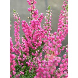 Вереск обыкновенный Яна