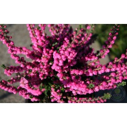 Вереск обыкновенный Аннабель