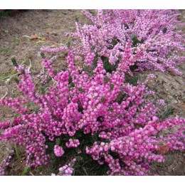 Вереск обыкновенный Аннабель