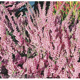 Вереск обыкновенный Аннабель