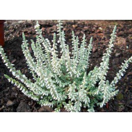 Вереск обыкновенный  Вельвет Фасцинейшн