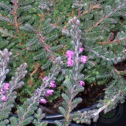 Вереск обыкновенный Систер Анна