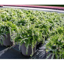 Вереск обыкновенный Клэр