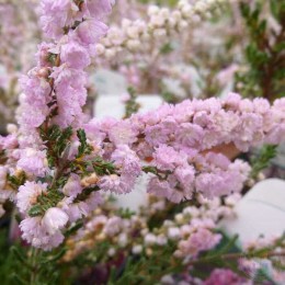 Вереск обыкновенный Х.Е.Бил