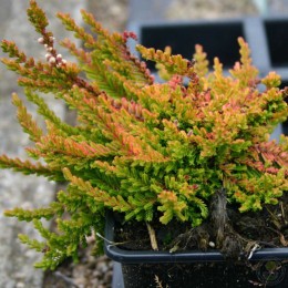 Вереск обыкновенный Арлекин