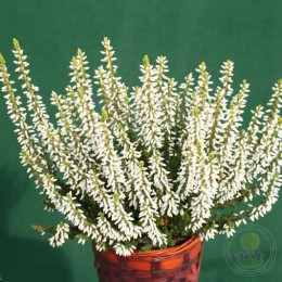 Вереск обыкновенный Мадонна