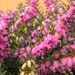 Эрика румяная Ева