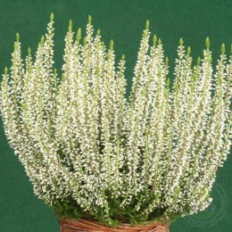 Вереск обыкновенный Хелена