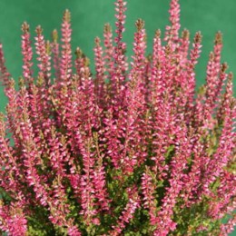 Вереск обыкновенный Лилиана