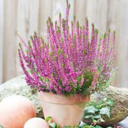 Вереск обыкновенный Лилиана