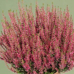 Вереск обыкновенный Нора