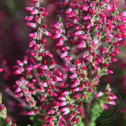 Вереск обыкновенный Нора