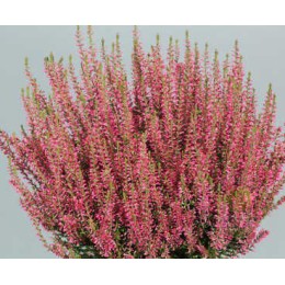 Вереск обыкновенный Селма