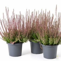 Вереск обыкновенный Селма