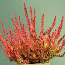 Вереск обыкновенный Зора