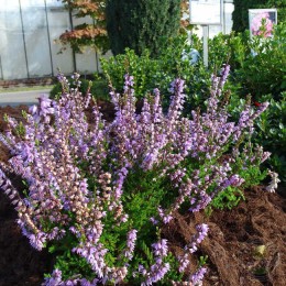 Вереск обыкновенный Форест Файер