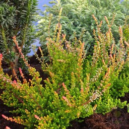 Вереск обыкновенный Форест Файер