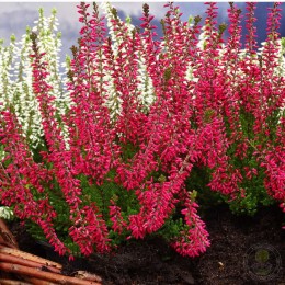 Вереск обыкновенный Франка