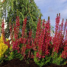 Вереск обыкновенный Франка