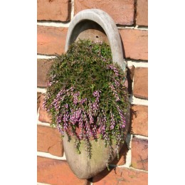 Вереск обыкновенный Нелли