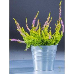 Вереск обыкновенный Олимпик Голд