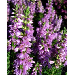 Вереск обыкновенный Ральф Пурнелл