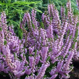 Вереск обыкновенный Ральф Пурнелл