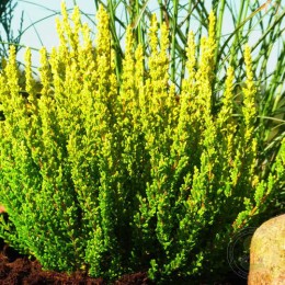 Вереск обыкновенный Зета