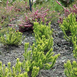 Вереск обыкновенный Зета