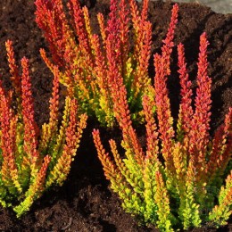 Вереск обыкновенный Зое