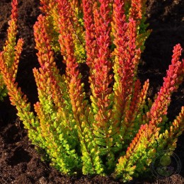 Вереск обыкновенный Зое