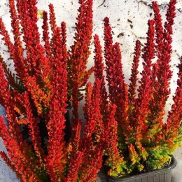 Вереск обыкновенный Зое