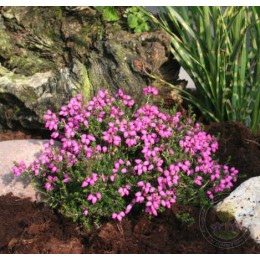 Эрика сизая Фламинго