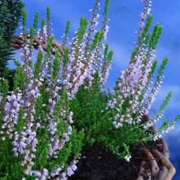 Вереск обыкновенный Лесли Слингер