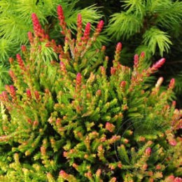 Вереск обыкновенный Лесли Слингер