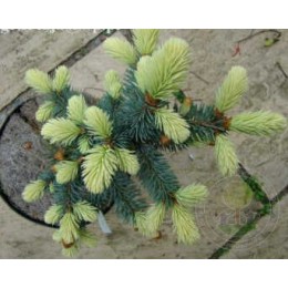 Ель колючая Фрюлинг Гольд