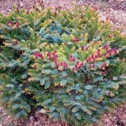 Ель двуцветная Ховелс Дварф / Тайгертеил