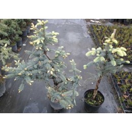 Ель колючая Белобок