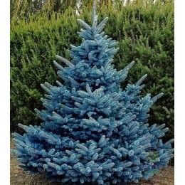 Ель колючая Блю Даймонд