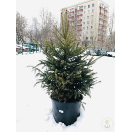 Ель колючая сизая, голубая