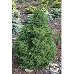 Ель сербская Фронлейтен