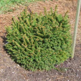 Ель обыкновенная Микросперма