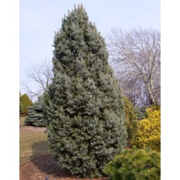 Ель колючая Блю Тотем