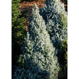 Ель канадская Альберта Блю