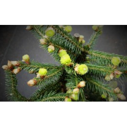 Ель обыкновенная Хани Пот