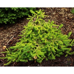 Ель обыкновенная Хани Пот