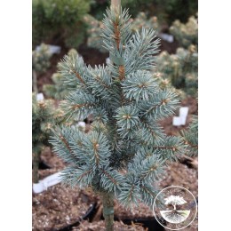 Ель колючая Ретрофлекса