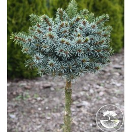 Ель сербская Берлинер'с Випер ВБ